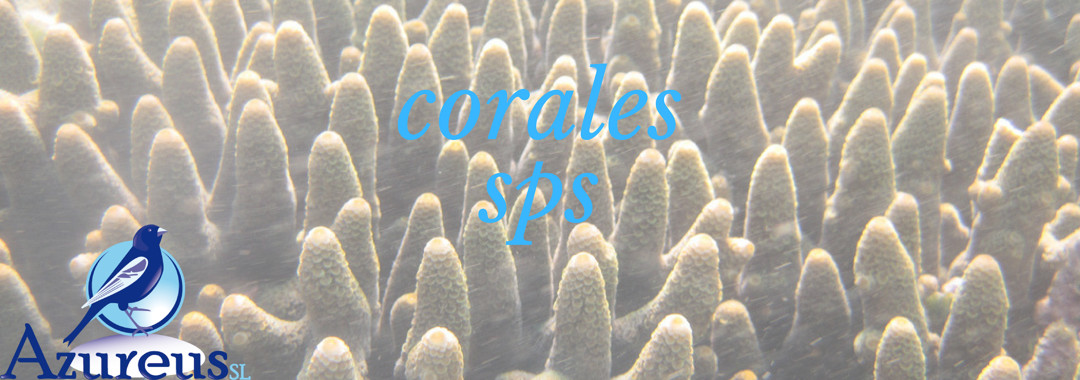 Los corales SPS son los más conocidos de los corales duros